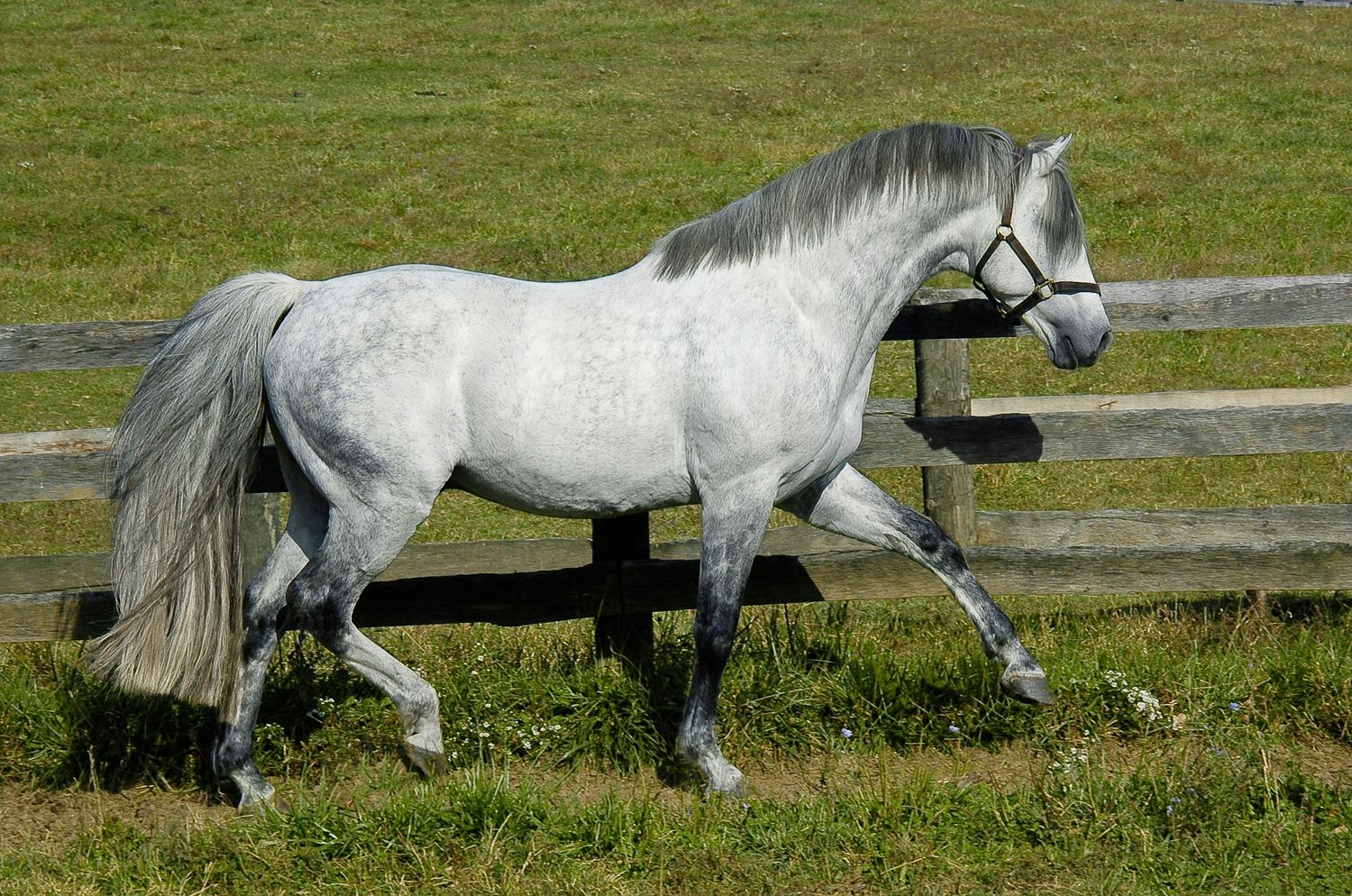 Irish Draft Horses For Sale